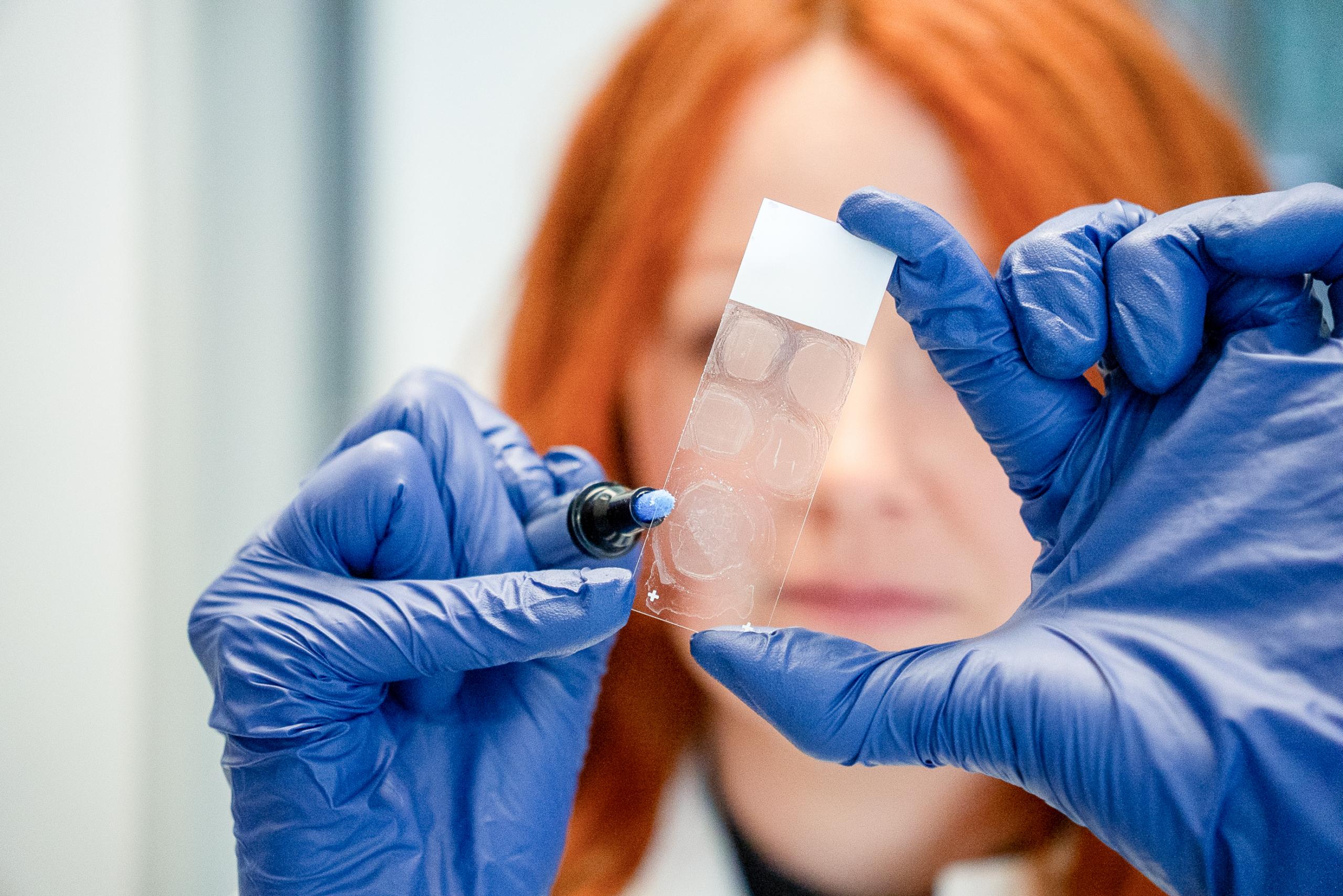 Preparation of tissue slides for immunohistochemical staining procedures.